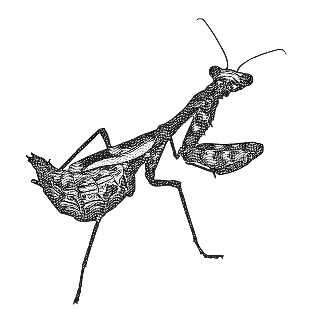 Mantis Symbol Image